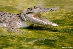 alligator